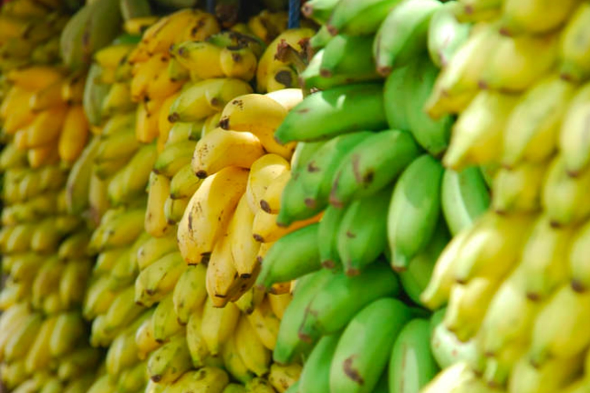 Manfaat Pisang Berbeda Sesuai Tingkat Kematangannya, Mana Paling Sehat?