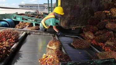 Ekspor Indonesia Januari-November 2025 Tembus USD 256 Miliar, Andalkan CPO Hingga Semikonduktor