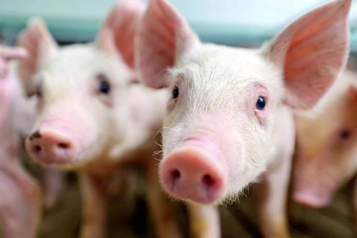 Indonesia Larang Daging Babi dari Spanyol, Ini Alasannya