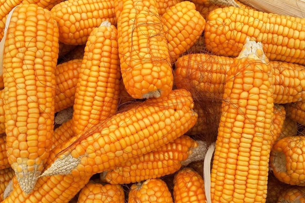 Produksi Surplus, Bapanas: Indonesia Swasembada Jagung di 2025