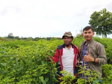 Menjaga Kemenyan, Menanam Masa Depan: Kisah Warga Tapanuli Tumbuh Bersama