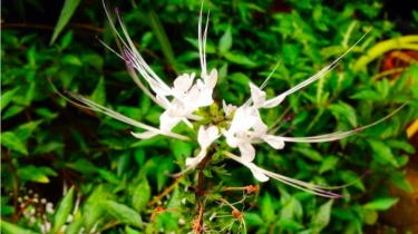 Asam Urat Kumat Bikin Nyeri Sendi, Coba Resep Ramuan Daun Kumis Kucing Ini