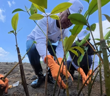 374.839 Pohon Ditanam PNM, Jejak Nyata Hijaukan Negeri di Hari Gerakan Satu Juta Pohon