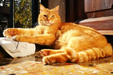 5 Alasan Mengapa Kucing Oren Begitu Istimewa, Menurut Sains