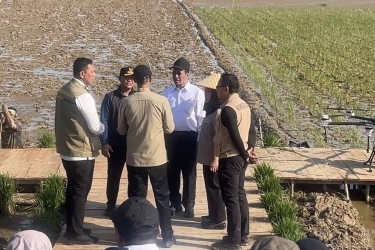 Amran Sampai Titiek Soeharto Tinjau Rehabilitasi Sawah di Aceh Utara