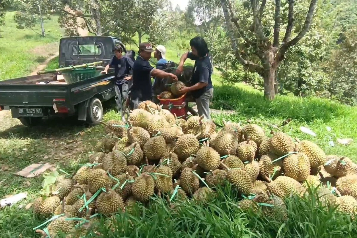 Ekspor Durian Asia Tenggara 2025: Dominasi Thailand, Vietnam Melaju, RI Mulai Masuk