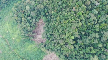 Pemerintah-BUMN Mulai Manfaatkan Kawasan Hutan untuk Ketahanan Pangan dan Energi