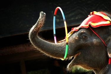 Bali Zoo Hentikan Aktivitas Naik Gajah Mulai 1 Januari 2026, Netizen Memuji