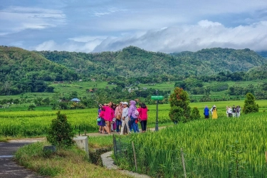 Mau Main ke Wisata Sawah Yogya yang Dikunjungi The Dudas, Jangan Sampai Setelah Panen