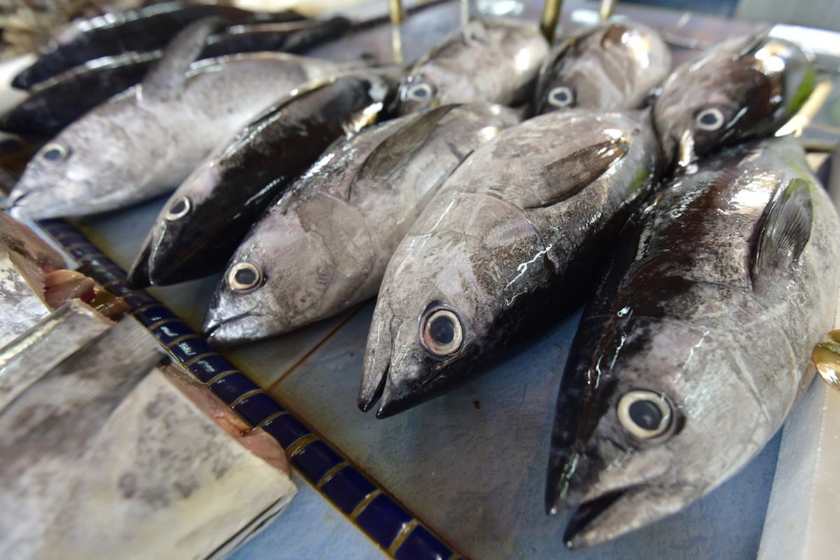 Ekspor Tuna Indonesia ke Jepang Bebas Tarif, Ini Syaratnya