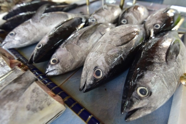 Ekspor Tuna Indonesia ke Jepang Bebas Tarif, Ini Syaratnya
