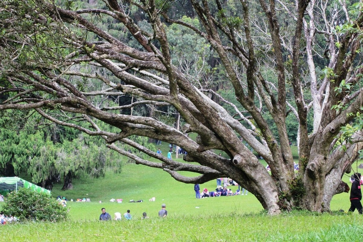 7 Tempat Wisata di Bogor: Piknik di Kebun Raya, Trekking Curug hingga Camping