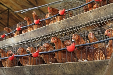 Hilirisasi Ayam Terintegrasi, Buka Peluang Usaha Baru di  Perdesaan