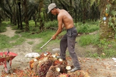 Jutaan Hektare Hutan Jadi Kebun Sawit, Legislator: Pengawasan Kemenhut Lemah