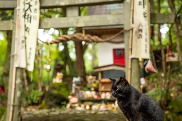 Tashirojima, Pulau di Jepang dengan Kucing Lebih Banyak dari Manusia