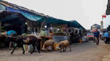 Harga Cabai Mulai Berangsur Turun, Dibanderol Rp 35.000/Kg