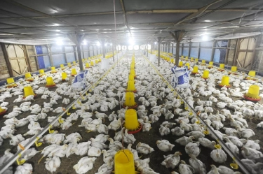 Rencana Investasinya Rp 20 Triliun, Mentan: Pembangunan Peternakan Ayam oleh Danantara Dimulai 28 Januari