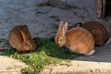 Pulau Kelinci Jepang Okunoshima, Dihuni Ribuan Kelinci yang Hidup Bebas