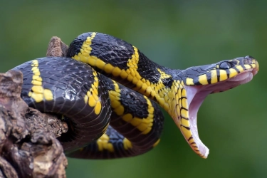 7 Tanaman Pengusir Ular yang Mudah Dijumpai di Indonesia