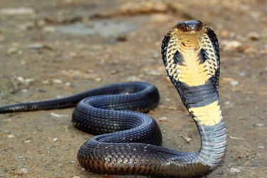 Apa Saja Penyebab Ular Masuk ke Rumah dan Bagaimana Mencegahnya?