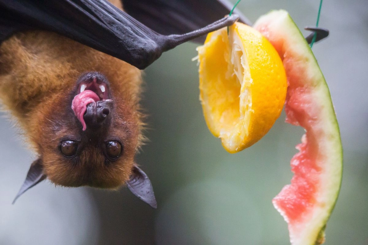 Bukan Hanya di India, Ini Alasan Mengapa Indonesia Jadi Hotspot Alami Virus Nipah