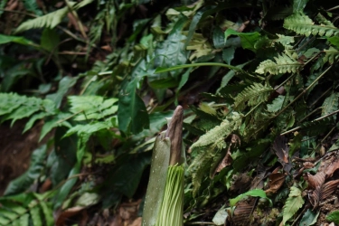 Bunga Bangkai Raksasa Bakal Mekar di Kebun Raya Bogor Setelah 6 Tahun, Ini Cara Lihatnya