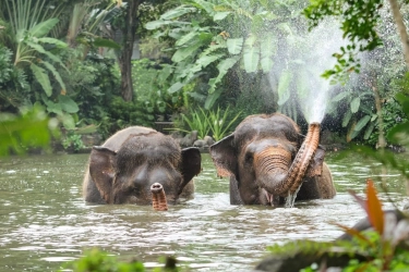 Sejak 1 Januari 2026, Atraksi Gajah Tunggang di Bali Resmi Dihentikan