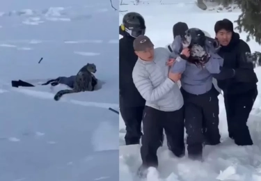 Gegara Foto! Pemain Ski Nyaris Kehilangan Nyawa Usai Diterkam Macan Tutul Salju