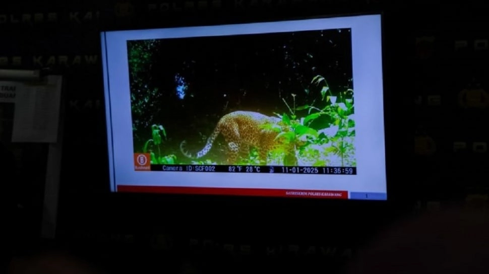 Terekam Kamera Trap, 5 Pemburu Macan Tutul Jawa di Gunung Sanggabuana Diringkus, Satwa Pincang