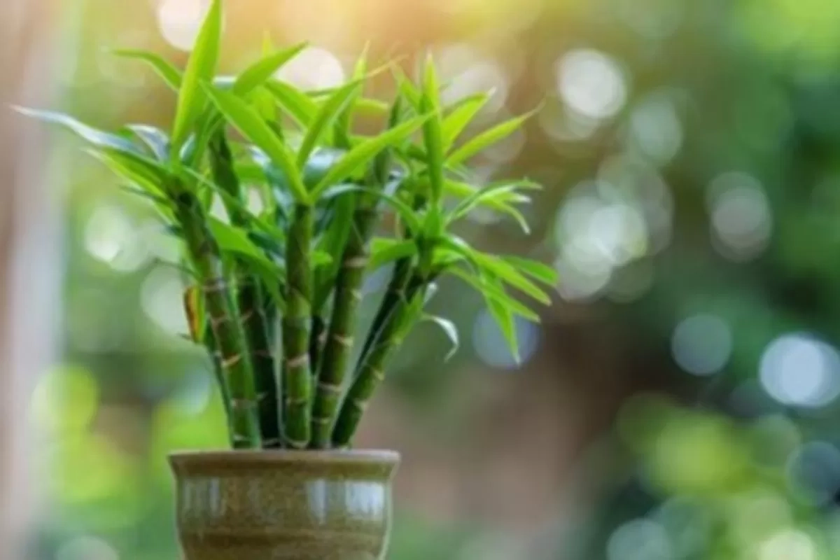 8 Tanaman Penarik Energi Positif yang Cocok di Rumah