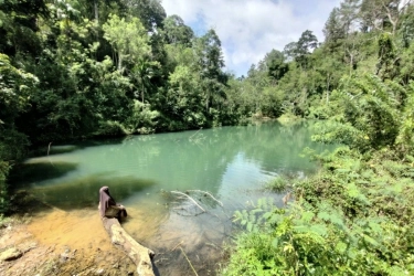 Wisata Baru di Bengkulu, Ada Danau Hijau di Tengah Hutan