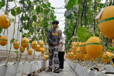 Wisata Petik Melon di Kulon Progo, Bisa Langsung Makan di Tempat
