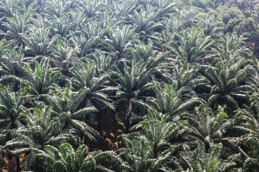 Disebut Tanaman Ajaib, Prabowo Sebut Negara-Negara di Dunia Mohon-mohon ke Indonesia Minta Disupply Kelapa Sawit