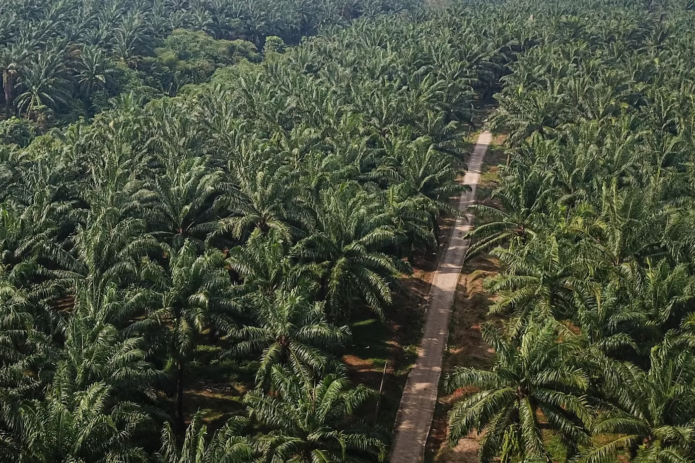 Ekspor 2025: CPO Melonjak, Batu Bara Terpuruk, Besi-Baja Meningkat