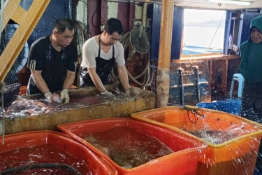 Ekspor Ikan Hidup Natuna Tembus Hong Kong Awal 2026