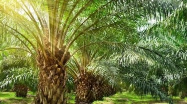 Heboh! KBBI Definisikan Sawit Sebagai Pohon, Kriterianya Sudah Sesuai?