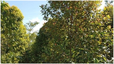 'Mama Jangan Menangis' Surat Terakhir Siswa SD di NTT Sebelum Akhiri Hidup karena Tak Bisa Beli Buku