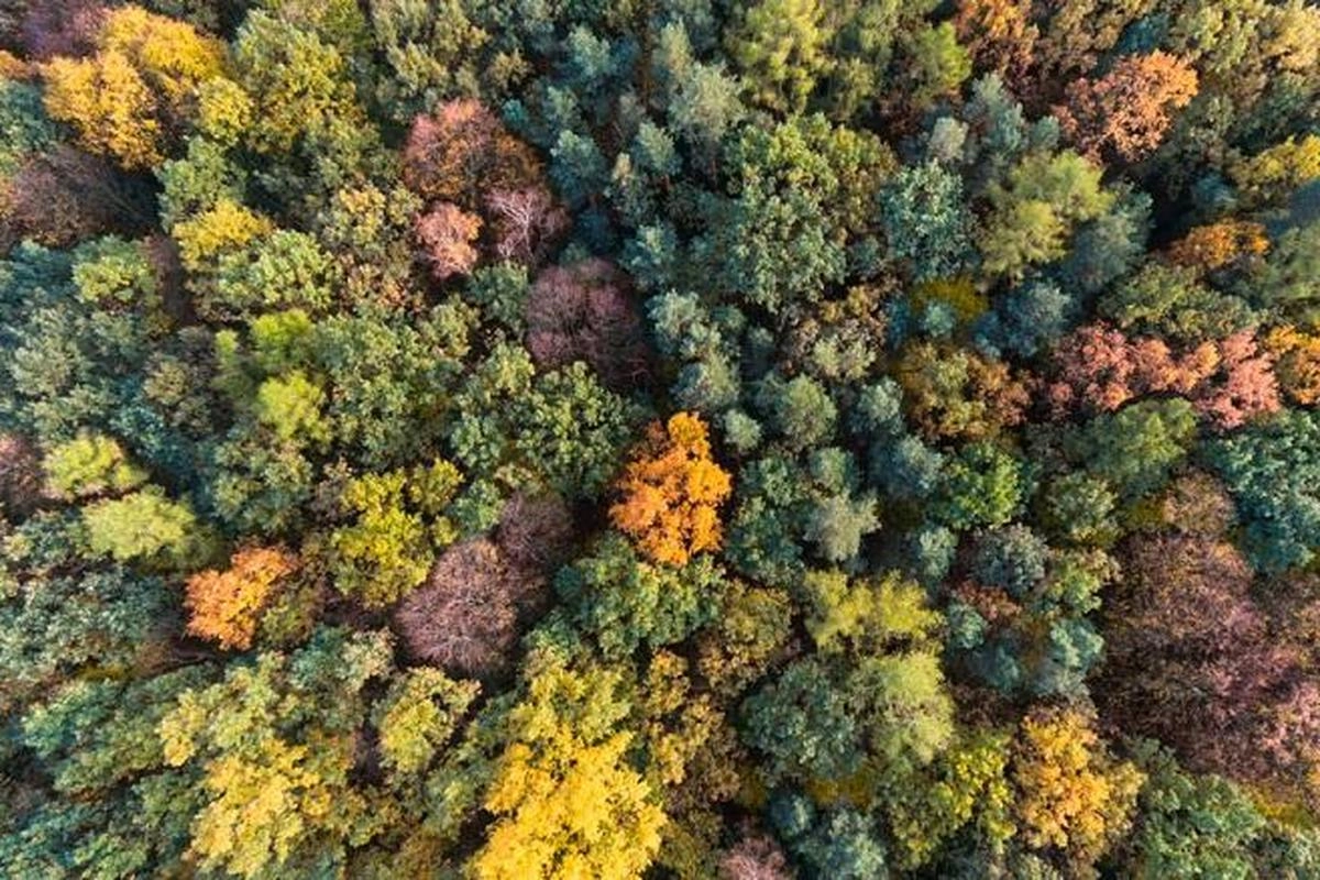 Panja DPR Minta Kemenhut Larang Alih Fungsi Hutan dengan Alasan Apa Pun