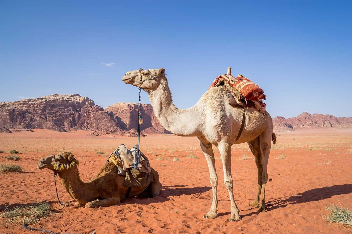 Arab Saudi Rilis Paspor Unta, Begini Isi dan Penampakannya