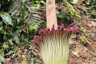 Bunga Bangkai Raksasa di Kebun Raya Bogor Mekar Hari Ini