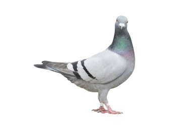 Perusahaan Rusia Uji Coba Bio-Drone Pakai Merpati Hidup, Terbangnya Bisa Diatur