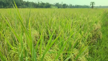 BPS Catat Lonjakan Potensi Produksi Beras Awal 2026, Naik 15,79 Persen