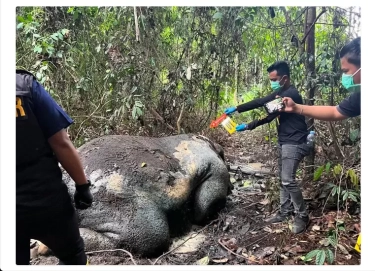 Usut Dugaan Penembakan Gajah Sumatera, Polisi Temukan Logam Proyektil di Lokasi Pembunuhan