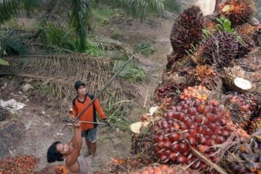Petani Minta Rencana Pajak Pohon Sawit Dikaji Ulang