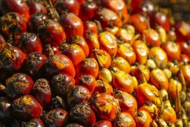 UMKM Sawit Binaan BPDP Perkuat Daya Saing Lewat Hilirisasi