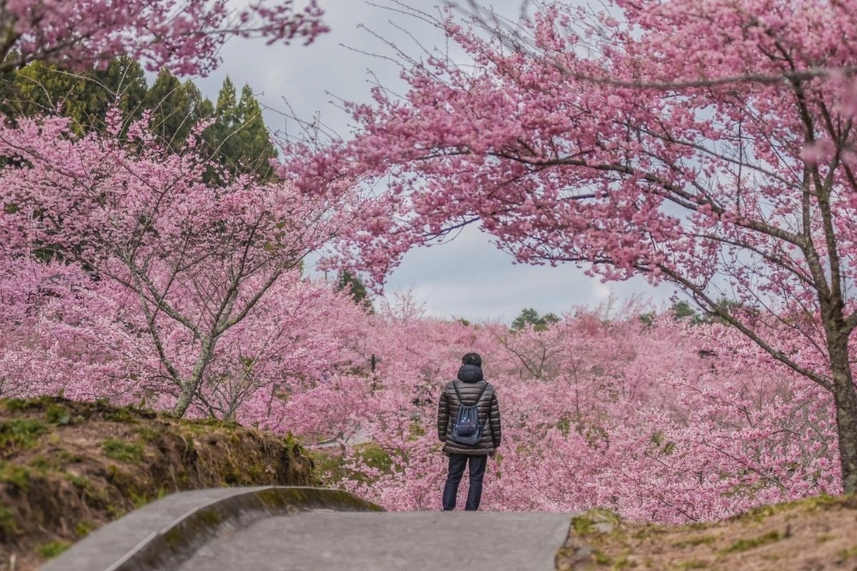 Ulah Turis BAB di Halaman Rumah Warga, Kota di Jepang Batalkan Festival Bunga Sakura