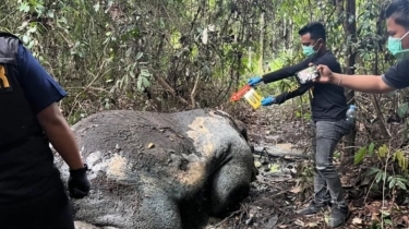 Kemenhut Bidik Aktor Intelektual di Balik Tewasnya Gajah Sumatra di Konsesi Riau