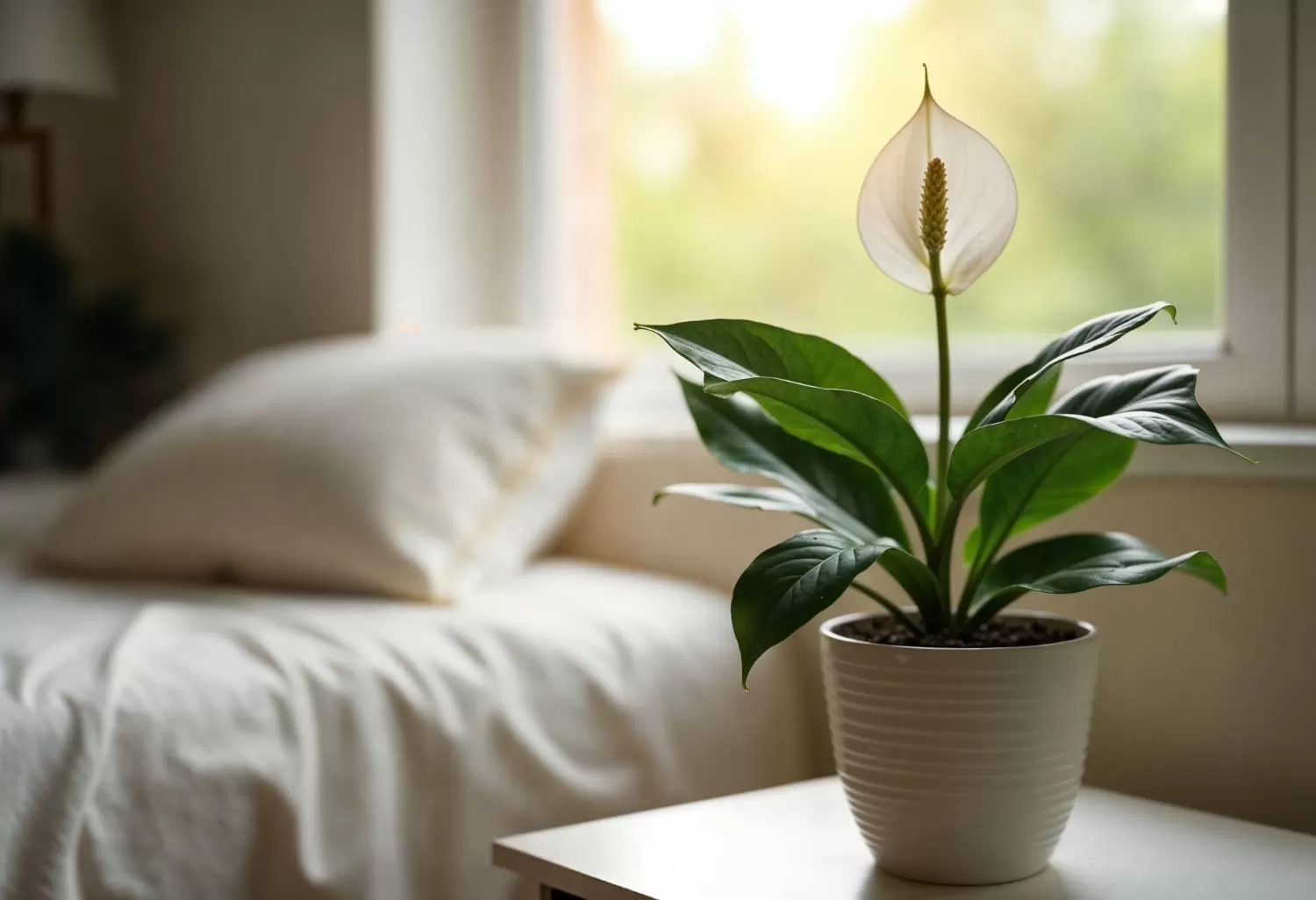 5 Tanaman yang Mendatangkan Rezeki dan Kekayaan Menurut Feng Shui