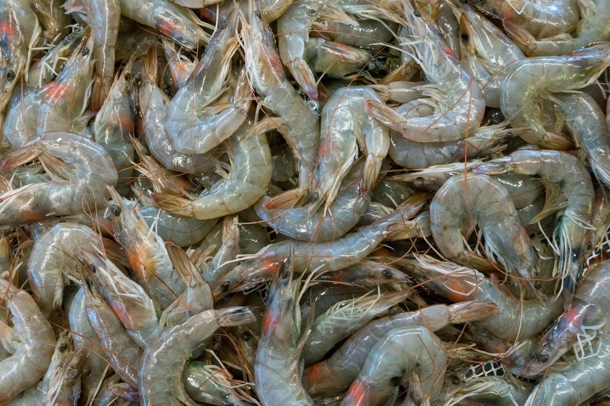 Udang Indonesia Kembali Tembus AS, Nilai Ekspor Tembus Rp 5,3 Triliun