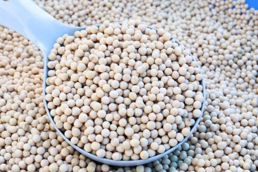 Akindo Jamin Stok Kedelai Aman Jelang Ramadhan 2026